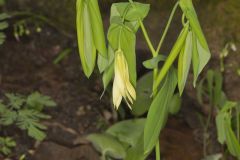 Large-flowering Bellwort, Uvularia grandiflora