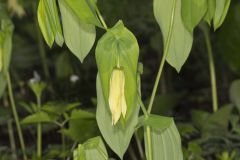 Large-flowering Bellwort, Uvularia grandiflora