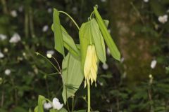 Large-flowering Bellwort, Uvularia grandiflora