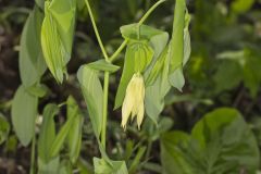 Large-flowering Bellwort, Uvularia grandiflora