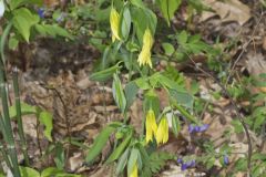 Large-flowering Bellwort, Uvularia grandiflora