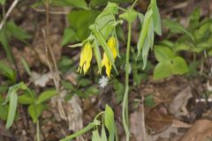 Large-flowering Bellwort, Uvularia grandiflora