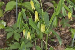 Large-flowering Bellwort, Uvularia grandiflora