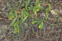 Large-flowering Bellwort, Uvularia grandiflora