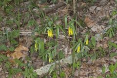 Large-flowering Bellwort, Uvularia grandiflora