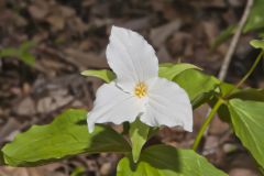 Large-flowering Trillium, Trillium grandiflorum