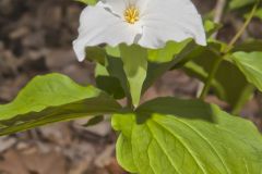 Large-flowering Trillium, Trillium grandiflorum