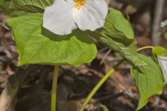 Large-flowering Trillium, Trillium grandiflorum