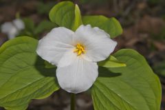 Large-flowering Trillium, Trillium grandiflorum