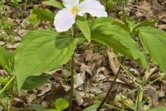 Large-flowering Trillium, Trillium grandiflorum