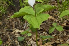 Large-flowering Trillium, Trillium grandiflorum