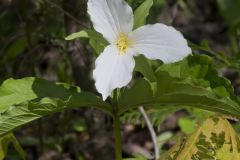 Large-flowering Trillium, Trillium grandiflorum