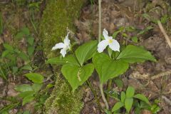 Large-flowering Trillium, Trillium grandiflorum