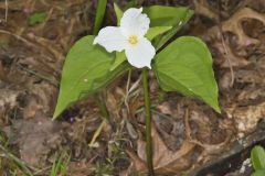 Large-flowering Trillium, Trillium grandiflorum