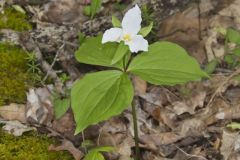 Large-flowering Trillium, Trillium grandiflorum