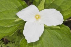 Large-flowering Trillium, Trillium grandiflorum