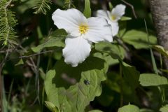 Large-flowering Trillium, Trillium grandiflorum