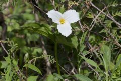 Large-flowering Trillium, Trillium grandiflorum