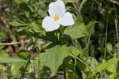 Large-flowering Trillium, Trillium grandiflorum