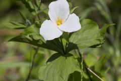 Large-flowering Trillium, Trillium grandiflorum