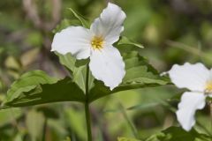 Large-flowering Trillium, Trillium grandiflorum