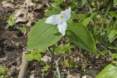 Large-flowering Trillium, Trillium grandiflorum