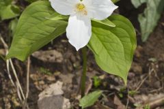 Large-flowering Trillium, Trillium grandiflorum