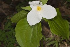 Large-flowering Trillium, Trillium grandiflorum