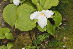 Large-flowering Trillium, Trillium grandiflorum