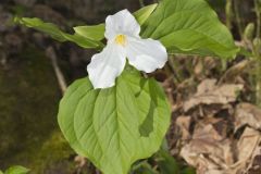 Large-flowering Trillium, Trillium grandiflorum