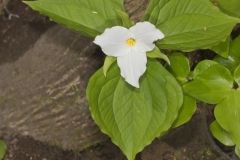 Large-flowering Trillium, Trillium grandiflorum