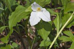 Large-flowering Trillium, Trillium grandiflorum