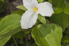 Large-flowering Trillium, Trillium grandiflorum