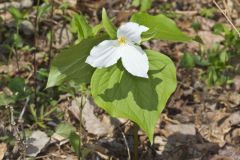 Large-flowering Trillium, Trillium grandiflorum