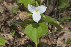 Large-flowering Trillium, Trillium grandiflorum