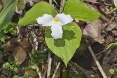 Large-flowering Trillium, Trillium grandiflorum