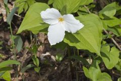 Large-flowering Trillium, Trillium grandiflorum