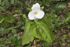 Large-flowering Trillium, Trillium grandiflorum