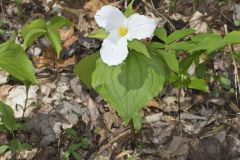 Large-flowering Trillium, Trillium grandiflorum