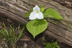 Large-flowering Trillium, Trillium grandiflorum