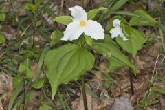 Large-flowering Trillium, Trillium grandiflorum