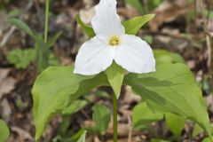 Large-flowering Trillium, Trillium grandiflorum