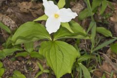 Large-flowering Trillium, Trillium grandiflorum