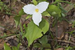 Large-flowering Trillium, Trillium grandiflorum