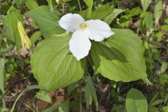 Large-flowering Trillium, Trillium grandiflorum