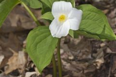 Large-flowering Trillium, Trillium grandiflorum