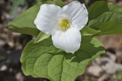 Large-flowering Trillium, Trillium grandiflorum