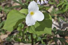 Large-flowering Trillium, Trillium grandiflorum