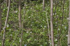 Large-flowering Trillium, Trillium grandiflorum