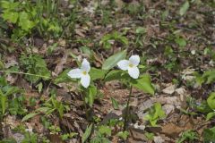 Large-flowering Trillium, Trillium grandiflorum